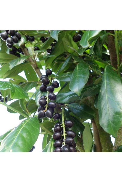 Лавровишня лікарська Новіта чорні круглі плоди